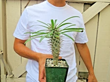 Madagascar Palm Plant Pachypodium Lamerei Cactus -A