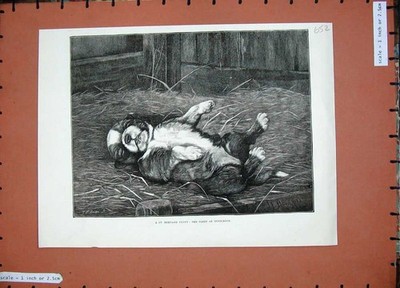 Original Old Antique Print 1885 Fine Art St Bernard Puppy Sleeping Barn Dog