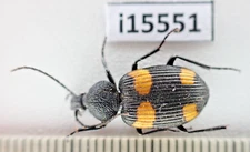 i15551. Insects, Carabidae sp. Vietnam, Nghe An. A2