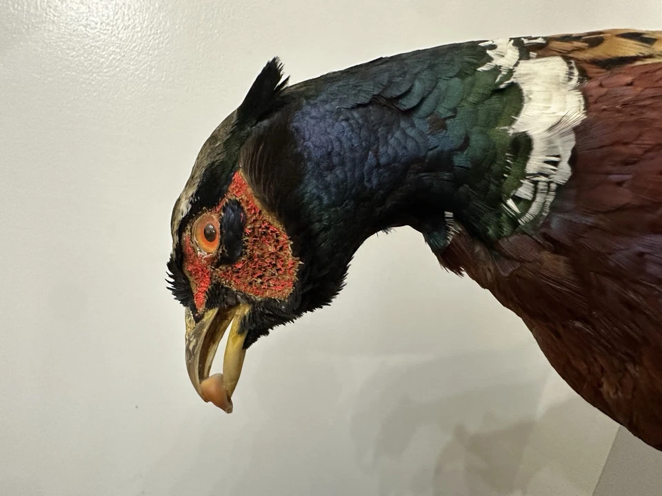 Inusual Vintage Cuello Anillo Faisán Comer Maíz con Maíz en Boca Taxidermia Montaje Foto 4 de 4