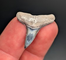 World Class XL Lemon Shark Tooth BV Florida Fossil Gem Megalodon Era