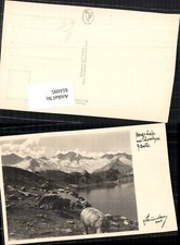 651095,Bergschafe Schafe Schwarzsee Zillertal pub Hans Hruschka 743