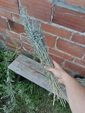 Dried bundles of Mugwort