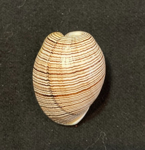 APLUSTRIDAE Hydatina physis 32.7mm Bohol, Philippines 2016