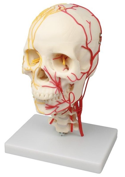 NeurovasculäRer SchäDel Mit Nerven Und Arterien Ideal FüR Medizinische Studien-image