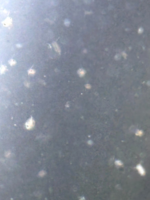 Live Daphnia Magna 100+ 100 FREE  Starter Culture Kit