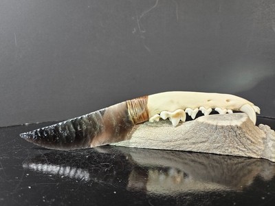 SWEET RAINBOW Obsidian Coyote Jaw bone Knife~Western~Wyoming~Hunter~BEAR~bEAR