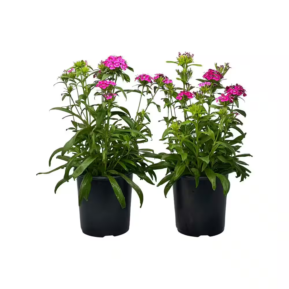 2.5 Qt. Dianthus Jolt Pink in Grower'S Pot (2-Packs) | eBay