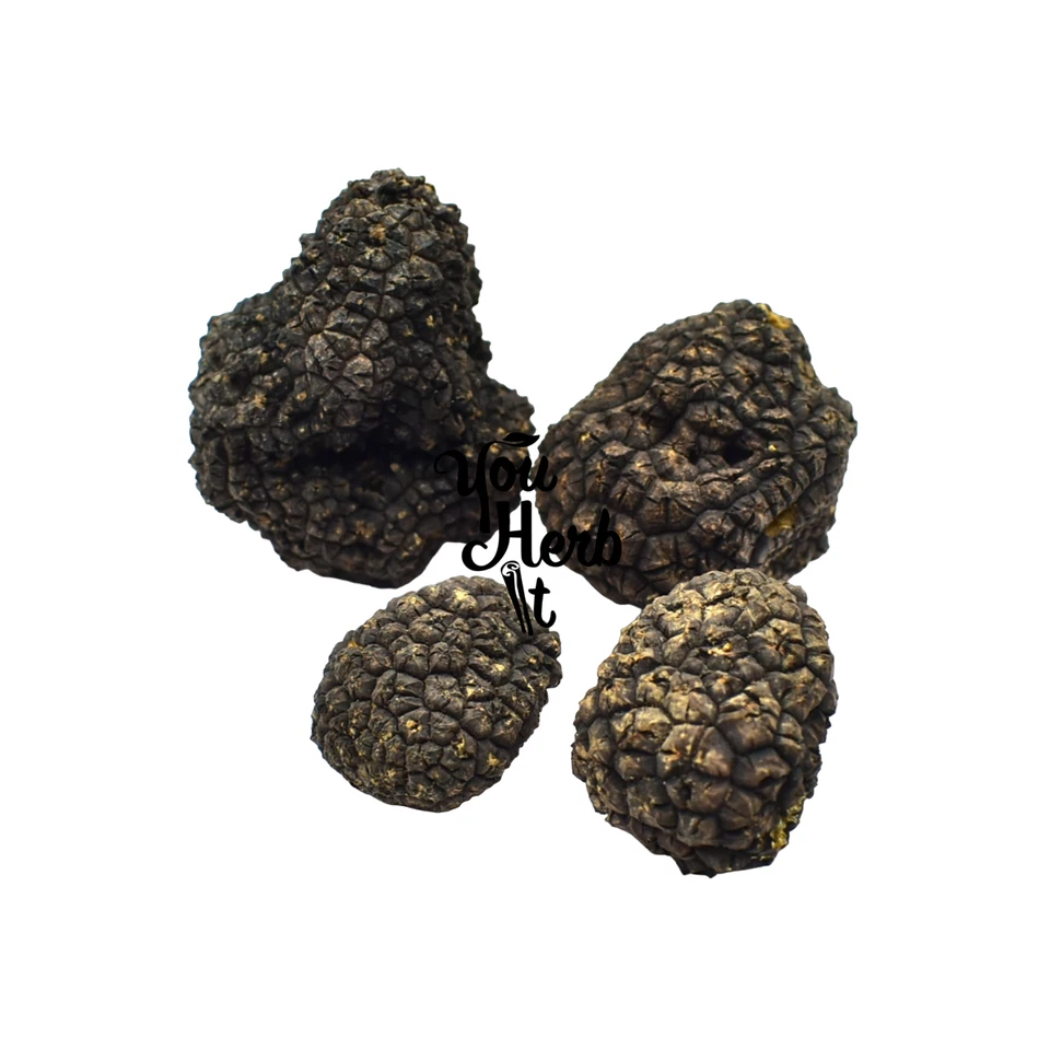 Fresh Winter Whole Black Truffles 50g-300g - Tuber Uncinatum - Image 2 of 3