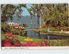 Postcard Roses, Bougainvillea and Cypress Trees, Cypress Gardens, Florida