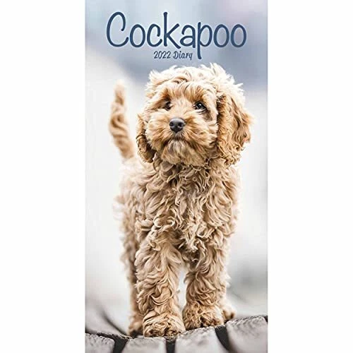 Cheap cockapoo hotsell