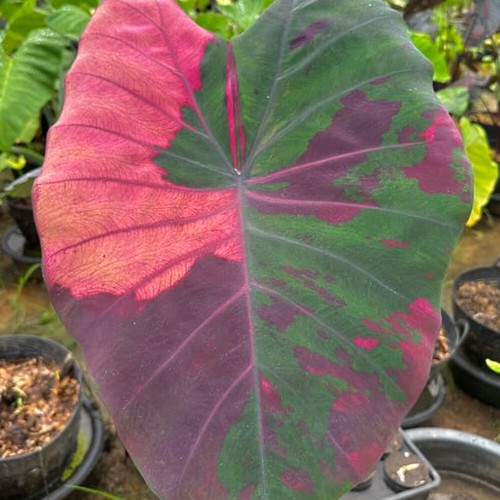 Colocasia Live Bulb Nubdaw Tuber New Hybrid Free Phytosanitary Certificate - Picture 9 of 24