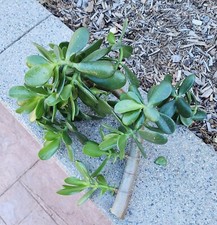 Large Cutting Jade Plant Crassula ovata Succulent about 1 inch in diameter