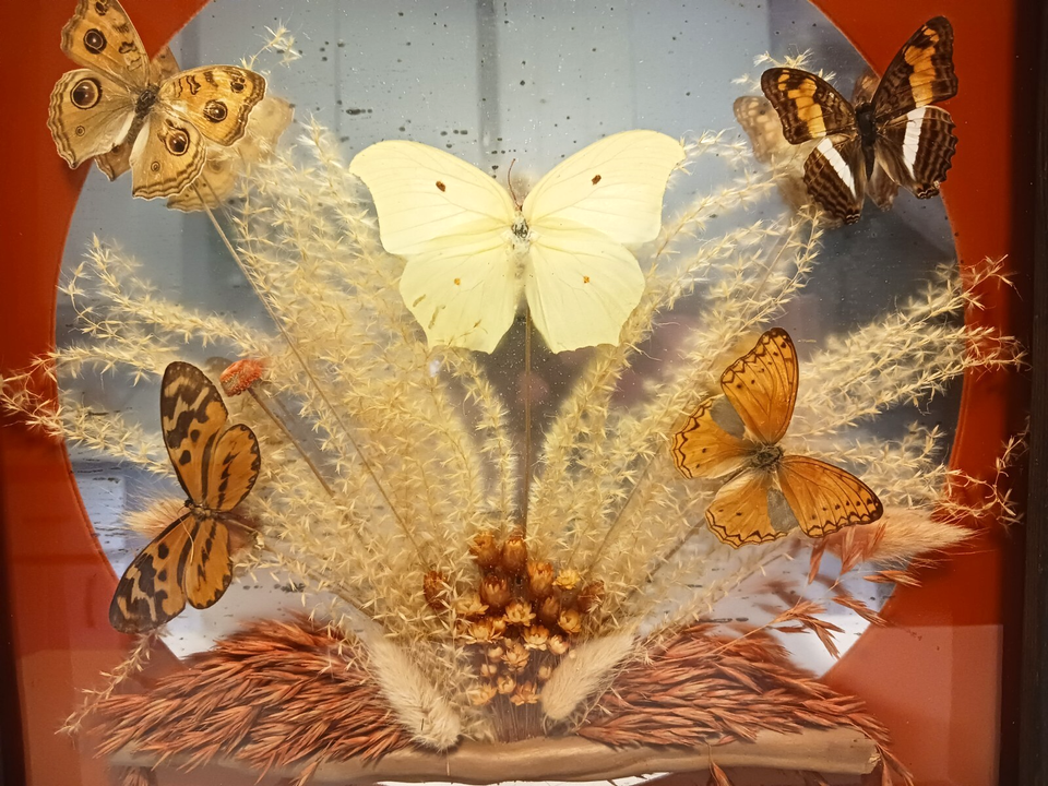 VTG Real Butterfly Taxidermy Estate Diorama Wood Frame, Glass, 5 ...