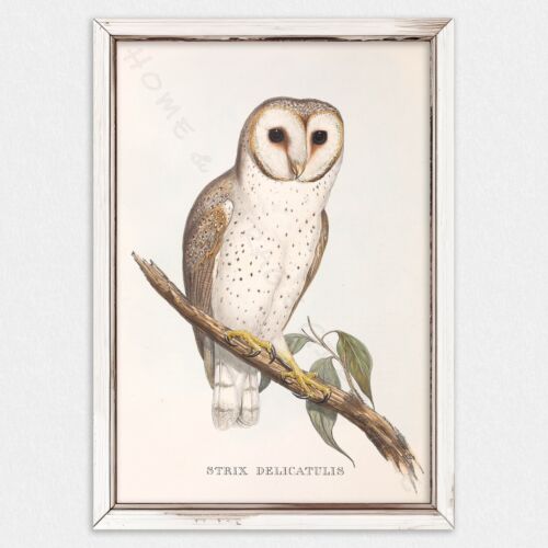 A3 PRINT, JOHN GOULD, DELICATE OWL - Picture 1 of 1