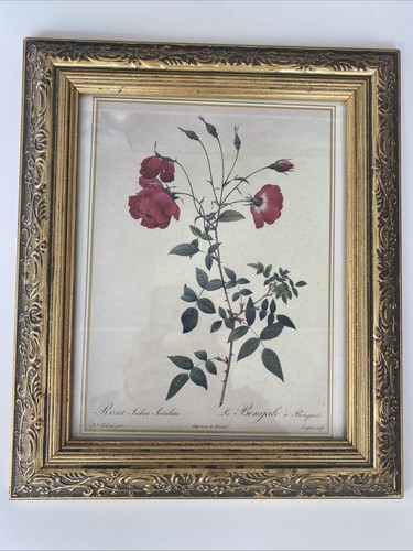 Vintage Gold Frame “Rosa Indica Sertulata” Bengal Rose Pierre-Joseph Redouté Art