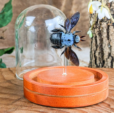 Preserved Blue Carpenter Bee Taxidermy Odditi...
