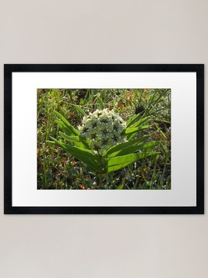 Früher Morgen Antilope Horn gerahmt gerahmt Wandbild Poster Leinwanddruck Bild