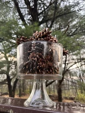 50 Beautiful Pine Cones from the hills Of Pennsylvania!! Av. 4-6 In. Long.