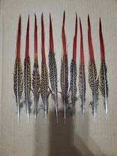 X Lot of 10 Red Golden Pheasant Cock 8" Spike Tail Feathers RG4