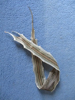 garter snake skin garden snake hide DRY  NOT TANNED wrap pen blanks 28 in.P6
