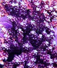 RRC Pink Cadillac Acropora Frag Zoanthids Zoa Paly SPS LPS Corals, WYSIWYG — photo 2
