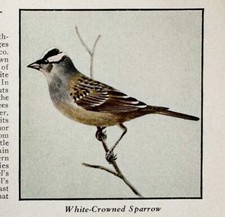 White Crowned Sparrow Bird Print 1931 Blue Book Birds Of America Art PCBG21B