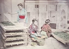 Japan 19th Century Photo - Watercolor Albumen Print - Silkworm Breeding
