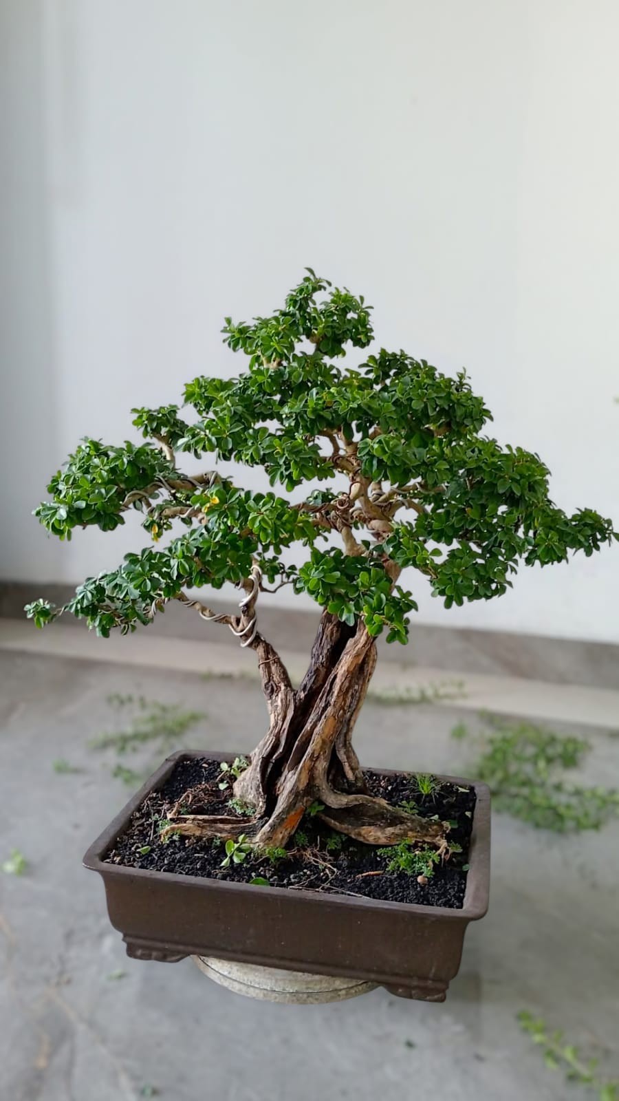 Bonsai Cudrania Cochonchinensis Maclura Old Tree Live Plant