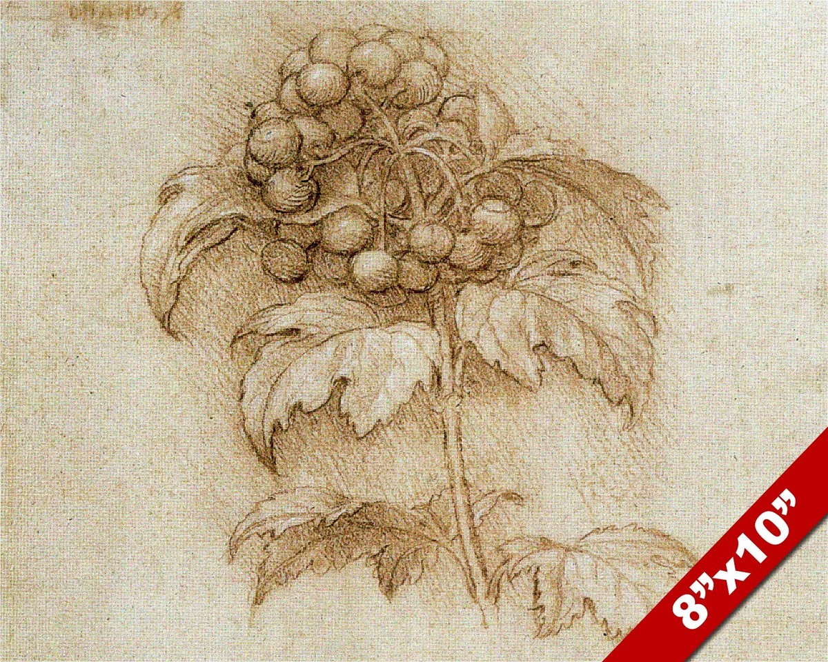 LEONARDO DA VINCI BOTANY SKETCH MIRTILLO CRANBERRY PLANT REAL