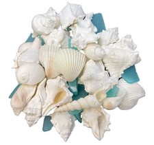 White Sea Shell Mix with Glass for Decorating Crafts