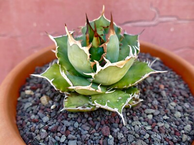 A.eborispina✕titanota bb （HiddenAgave ） Agave titanota – Hidden Agave