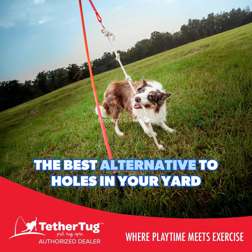 Tether Tug V2 Juguete interactivo para perros al aire libre Tirar Tirar Ejercicio 35-70 libras en adelante Foto 2 de 4