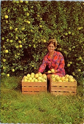 Apples from the ''Land O' Plenty by C. L. Bence, Mattoon Illinois Postcard