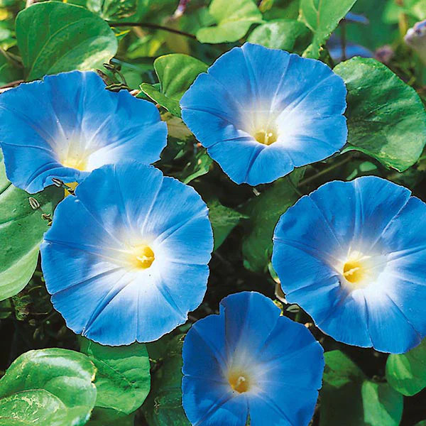 Heavenly Blue Morning Glory Seeds *Untreated, Natural* - Eternity In A - Foto 5