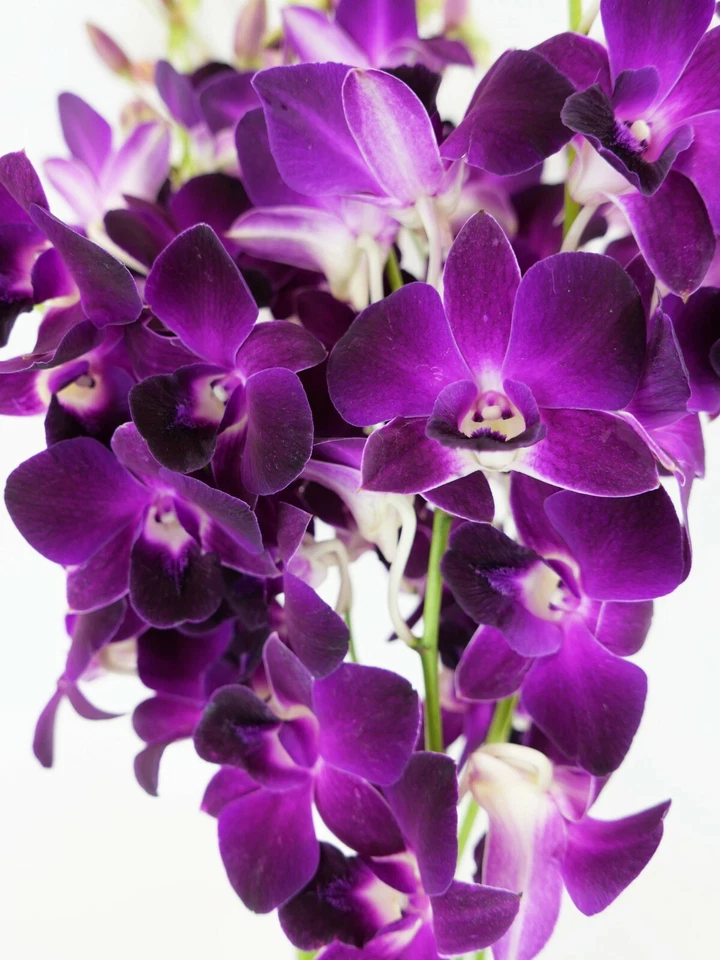 Orquídeas frescas de corte roxo Dendrobium do berçário (com vaso e pedras sortidas)!! - Imagem 3 de 4