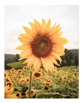 Sonnenblumenfeld Wandkunst Lebendige Naturdekoration Naturfotografie