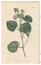 Curtis Botanical Magazine antique hand-colored engraving 665 Hazel Psoralea