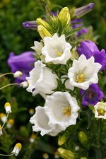 200 WHITE CANTERBURY BELLS - CAMPANULA Medium Flower Seeds *Comb