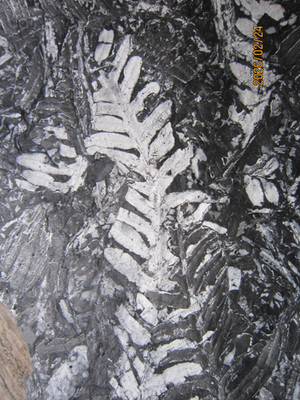 Three extinct species, St. Clair Pennsylvania Fern Fossils, Carboniferous Period