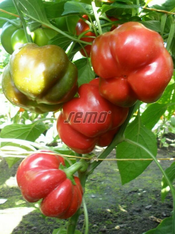 PEPPER SWEET TAMINA F1 - 100 SEEDS BULK