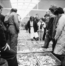 LA ROCHELLE c. 1960 - La Criée Marché Fish Charente - Negative 6x6 - NAQ 193