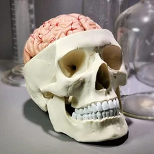 Human Skull with Brain, 11 Piece Life-Size Anatomical Model, Medical Curiosities