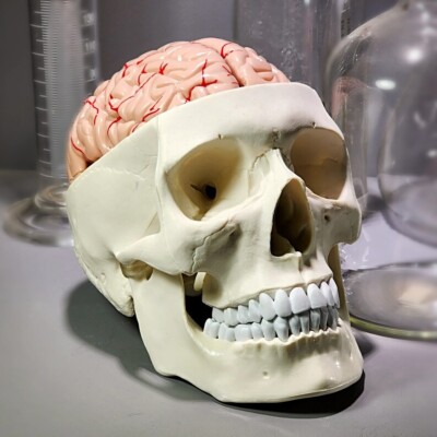Human Skull with Brain, 11 Piece Life-Size Anatomical Model