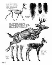The Art of Painting and Drawing Animals Dover Art Instruction