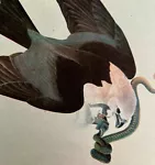 Swallow Tail Kite And Snake Bird Print 1946 Color Art John James Audubon DWV2E