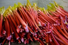 VENDEUR PRO / Lot de 50 graines de Rhubarbe / Jardin BIO !!!