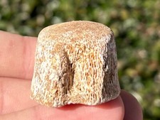 Fossil Mosasaur Vertebrae Dinosaur Bone Cretaceous Age Morocco Aquatic Dinosaurs