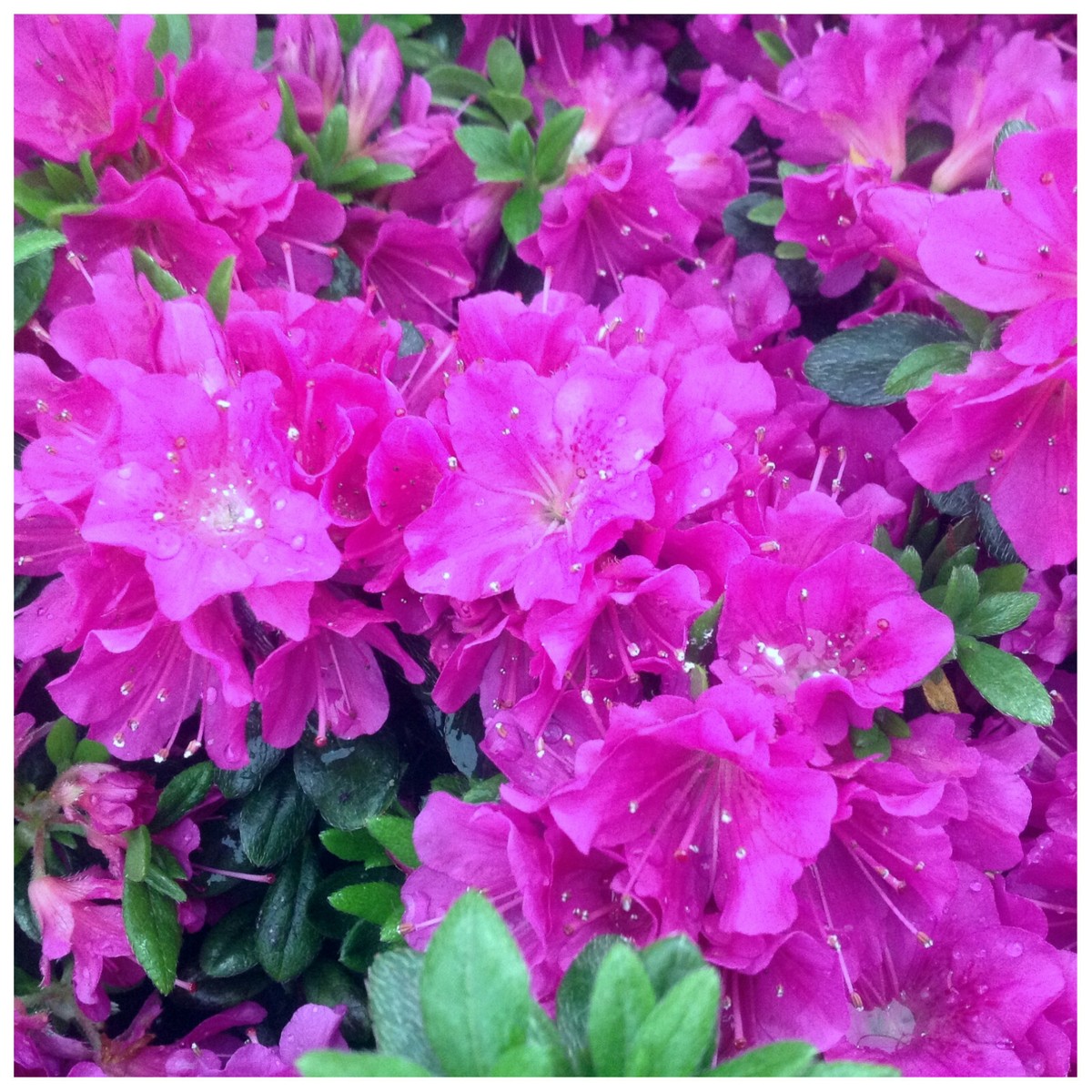 Azalea Rhododendron Geisha Purple, Bushy Potted Plant, Stunning Purple  Flowers | eBay UK