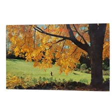 Postcard Golden Maple Tree Fall Leaves Chrome Unposted